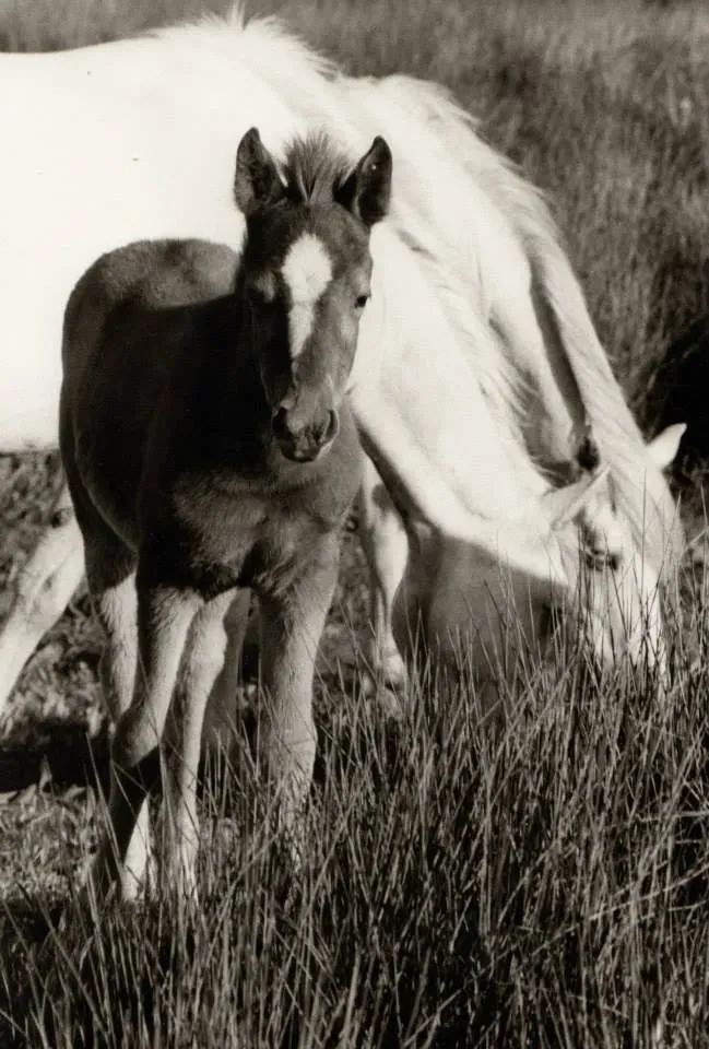 Élevage de chevaux à Arles