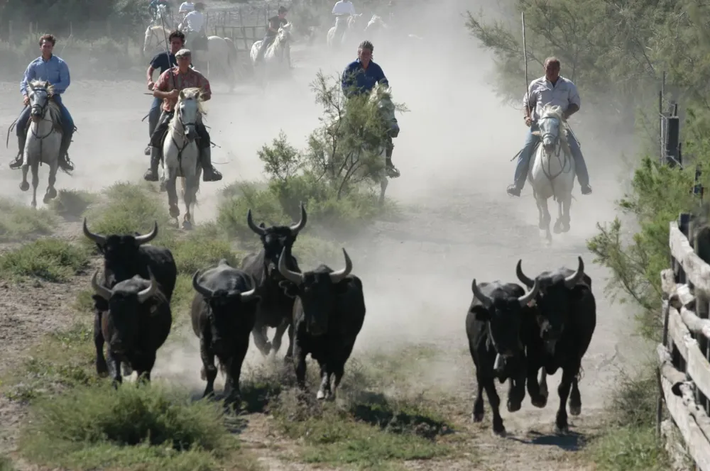 Élevage de vaches à Arles