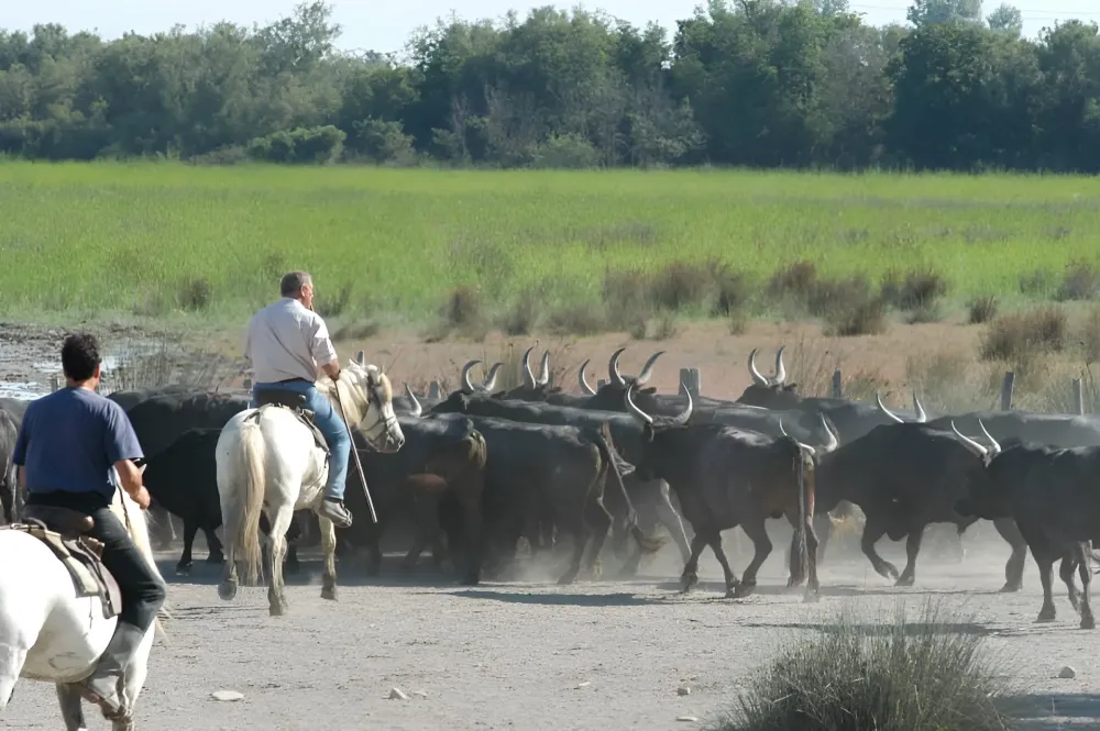 Élevage de taureaux de Camargue à Arles